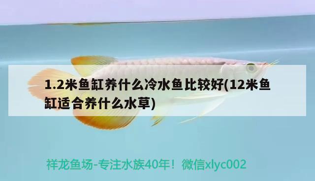 1.2米魚缸養(yǎng)什么冷水魚比較好(12米魚缸適合養(yǎng)什么水草) 水草