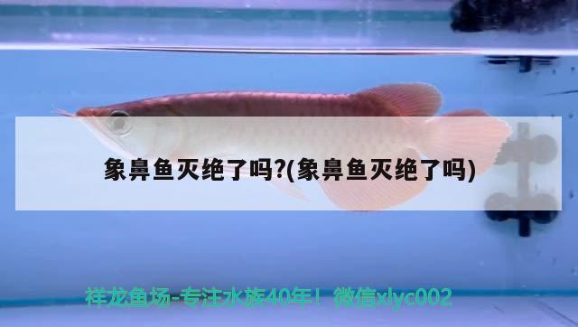 象鼻魚滅絕了嗎?(象鼻魚滅絕了嗎)