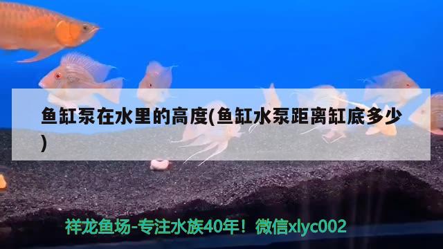 魚缸泵在水里的高度(魚缸水泵距離缸底多少) 魚缸水泵