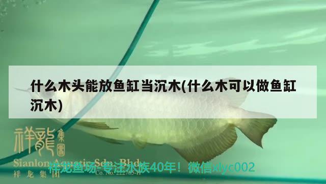 什么木頭能放魚缸當(dāng)沉木(什么木可以做魚缸沉木)