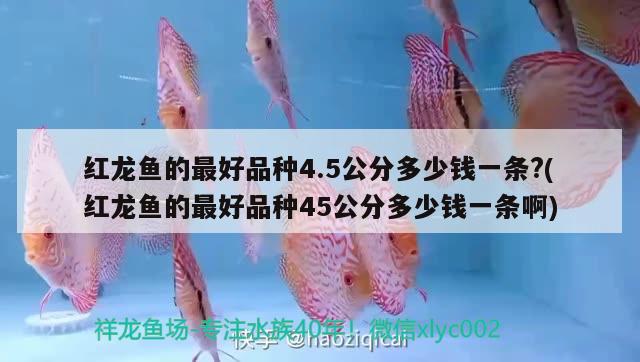 紅龍魚的最好品種4.5公分多少錢一條?(紅龍魚的最好品種45公分多少錢一條啊)