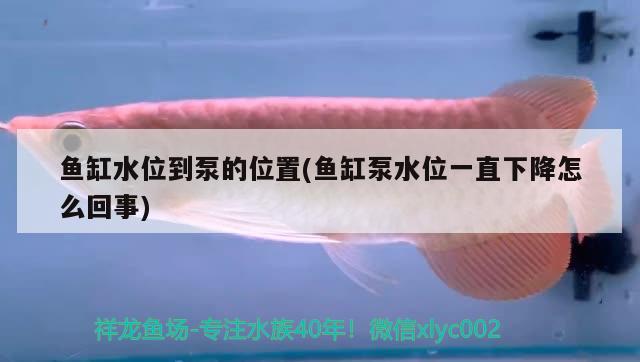 魚缸水位到泵的位置(魚缸泵水位一直下降怎么回事)