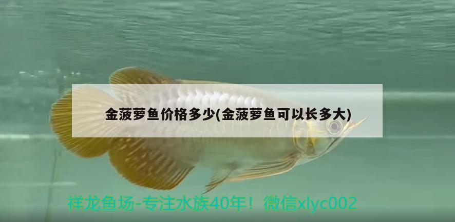 金菠蘿魚價格多少(金菠蘿魚可以長多大) 觀賞魚