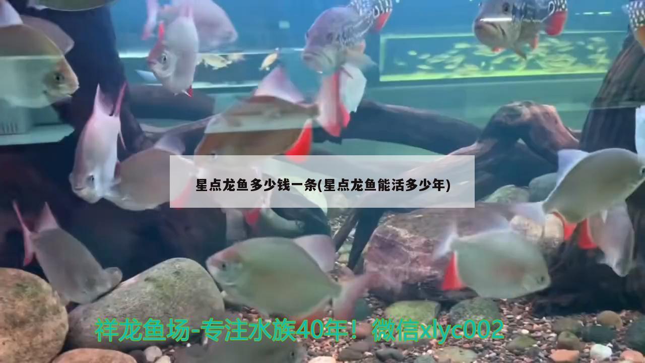 星點(diǎn)龍魚多少錢一條(星點(diǎn)龍魚能活多少年)