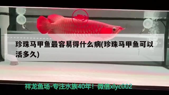 珍珠馬甲魚最容易得什么病(珍珠馬甲魚可以活多久)