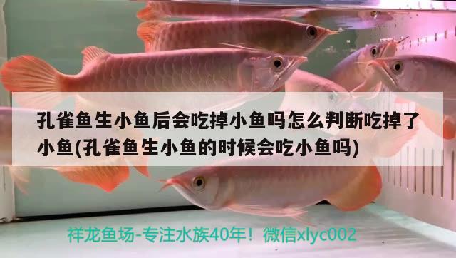 孔雀魚生小魚后會吃掉小魚嗎怎么判斷吃掉了小魚(孔雀魚生小魚的時候會吃小魚嗎)