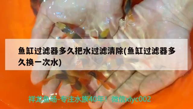 魚(yú)缸過(guò)濾器多久把水過(guò)濾清除(魚(yú)缸過(guò)濾器多久換一次水) 豬鼻龜百科