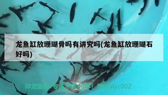 龍魚缸放珊瑚骨嗎有講究嗎(龍魚缸放珊瑚石好嗎)