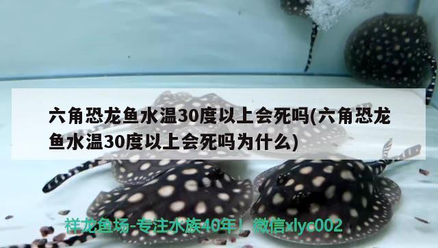 六角恐龍魚水溫30度以上會(huì)死嗎(六角恐龍魚水溫30度以上會(huì)死嗎為什么)