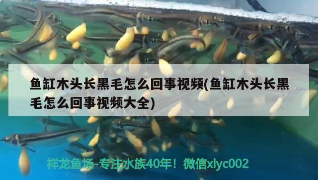 魚缸木頭長黑毛怎么回事視頻(魚缸木頭長黑毛怎么回事視頻大全) 白寫錦鯉魚