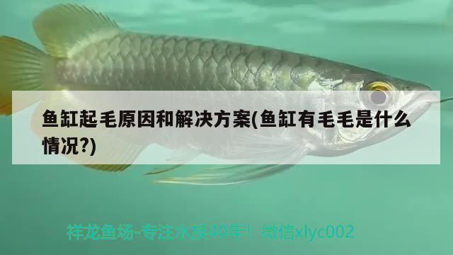 魚缸起毛原因和解決方案(魚缸有毛毛是什么情況?)