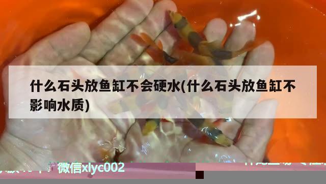 熊貓金魚鴿子圖片高清(熊貓金魚長(zhǎng)什么樣)