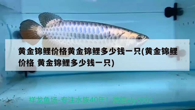 黃金錦鯉價格黃金錦鯉多少錢一只(黃金錦鯉價格黃金錦鯉多少錢一只) 觀賞魚