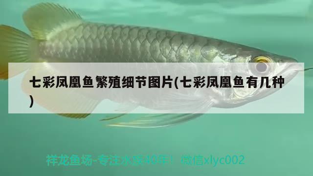 七彩鳳凰魚繁殖細節(jié)圖片(七彩鳳凰魚有幾種) 觀賞魚