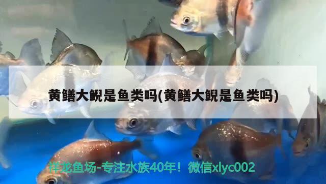 黃鱔大鯢是魚類嗎(黃鱔大鯢是魚類嗎) 觀賞魚