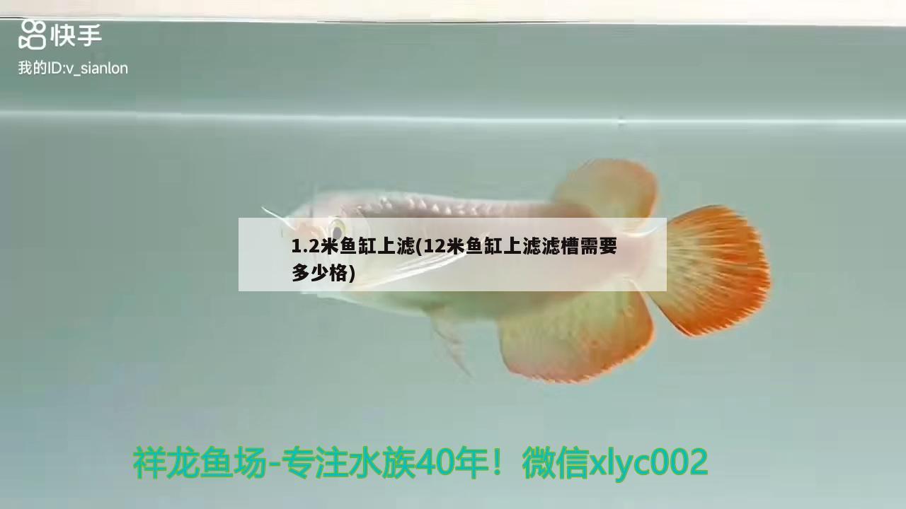 1.2米魚缸上濾(12米魚缸上濾濾槽需要多少格) 飛鳳魚