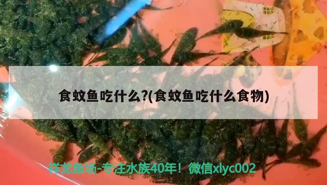 食蚊魚吃什么?(食蚊魚吃什么食物)