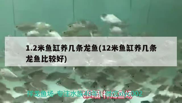 1.2米魚缸養(yǎng)幾條龍魚(12米魚缸養(yǎng)幾條龍魚比較好)