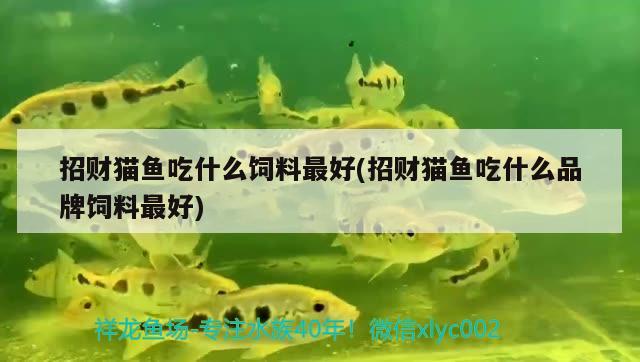 招財(cái)貓魚(yú)吃什么飼料最好(招財(cái)貓魚(yú)吃什么品牌飼料最好) 觀賞魚(yú)