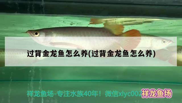 過背金龍魚怎么養(yǎng)(過背金龍魚怎么養(yǎng))