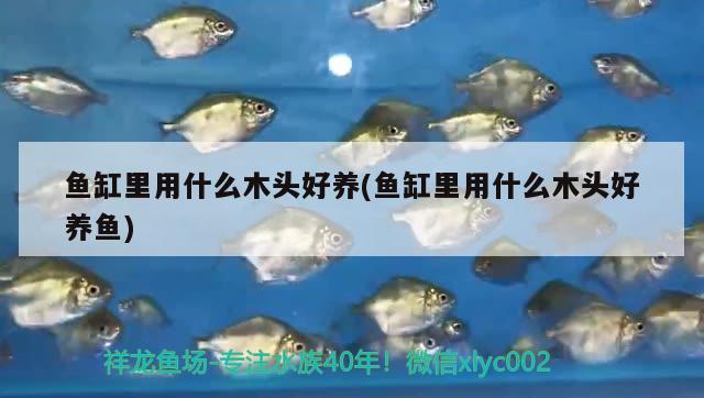 魚缸里用什么木頭好養(yǎng)(魚缸里用什么木頭好養(yǎng)魚) 白玉紅龍魚