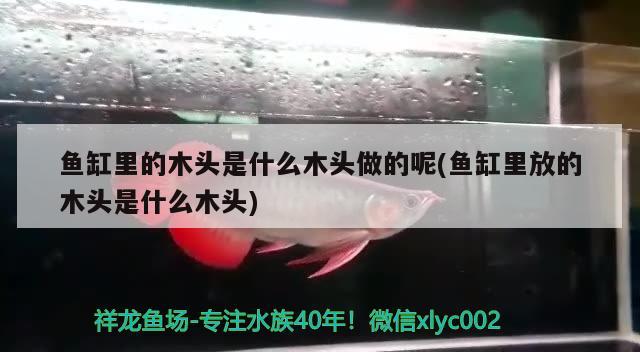 魚缸里的木頭是什么木頭做的呢(魚缸里放的木頭是什么木頭)