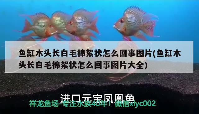 魚(yú)缸木頭長(zhǎng)白毛棉絮狀怎么回事圖片(魚(yú)缸木頭長(zhǎng)白毛棉絮狀怎么回事圖片大全)