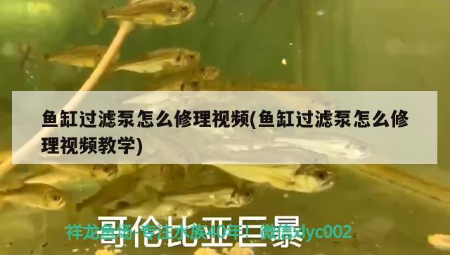 魚缸過濾泵怎么修理視頻(魚缸過濾泵怎么修理視頻教學) 祥龍水族護理水