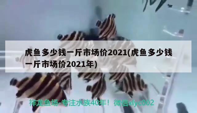 虎魚(yú)多少錢(qián)一斤市場(chǎng)價(jià)2021(虎魚(yú)多少錢(qián)一斤市場(chǎng)價(jià)2021年) 虎魚(yú)百科