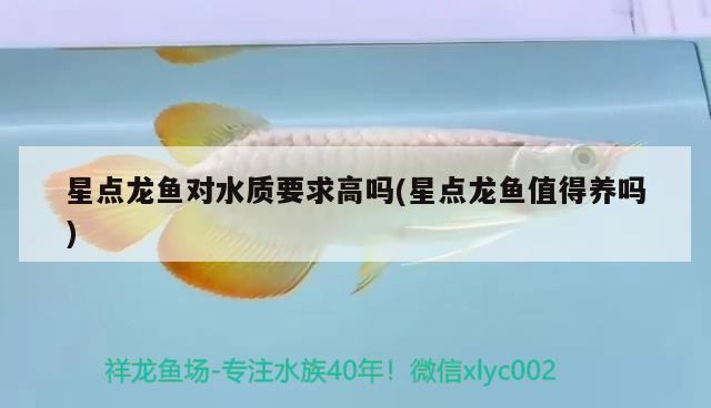 星點(diǎn)龍魚對水質(zhì)要求高嗎(星點(diǎn)龍魚值得養(yǎng)嗎)