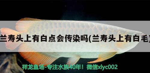 蘭壽頭上有白點會傳染嗎(蘭壽頭上有白毛) 觀賞魚