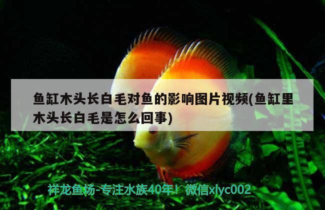 魚缸木頭長白毛對魚的影響圖片視頻(魚缸里木頭長白毛是怎么回事) 夢幻雷龍魚