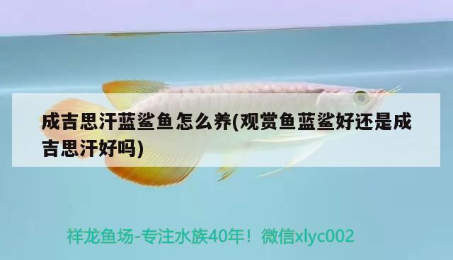 成吉思汗藍(lán)鯊魚怎么養(yǎng)(觀賞魚藍(lán)鯊好還是成吉思汗好嗎)