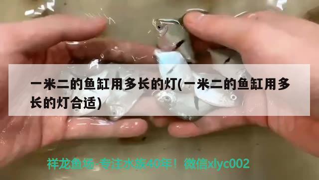 一米二的魚缸用多長的燈(一米二的魚缸用多長的燈合適)