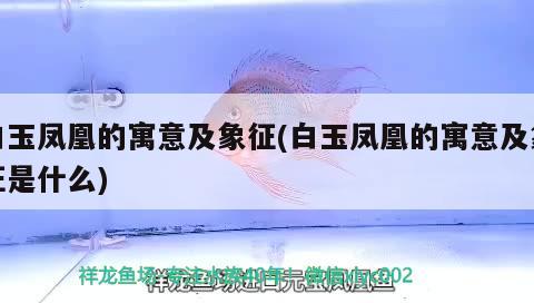 白玉鳳凰的寓意及象征(白玉鳳凰的寓意及象征是什么) 觀賞魚