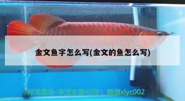 金文魚字怎么寫(金文的魚怎么寫) 觀賞魚