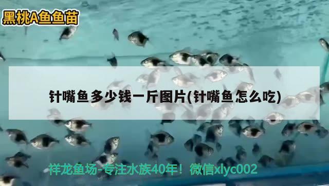 針嘴魚多少錢一斤圖片(針嘴魚怎么吃)