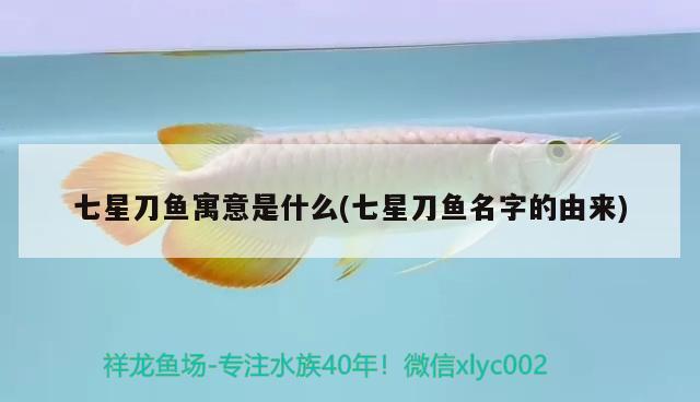 七星刀魚寓意是什么(七星刀魚名字的由來)