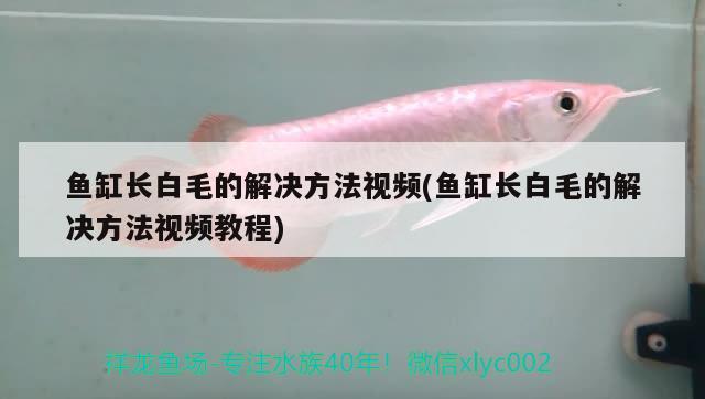 魚缸長白毛的解決方法視頻(魚缸長白毛的解決方法視頻教程) 玫瑰銀版魚