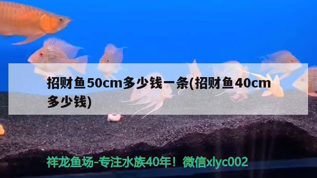 招財魚50cm多少錢一條(招財魚40cm多少錢)