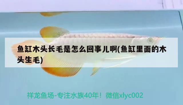 魚缸木頭長毛是怎么回事兒啊(魚缸里面的木頭生毛)