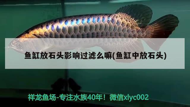 魚(yú)缸放石頭影響過(guò)濾么嘛(魚(yú)缸中放石頭) 綠皮辣椒小紅龍