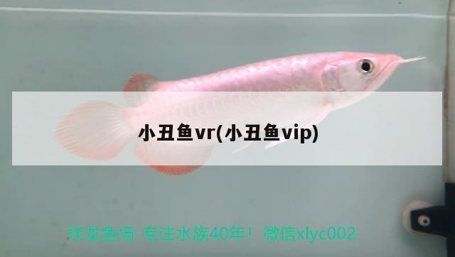 小丑魚vr(小丑魚vip)