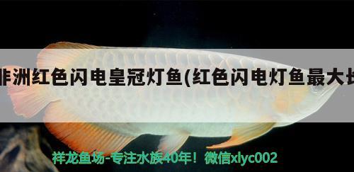 非洲紅色閃電皇冠燈魚(yú)(紅色閃電燈魚(yú)最大長(zhǎng)) 觀賞魚(yú)