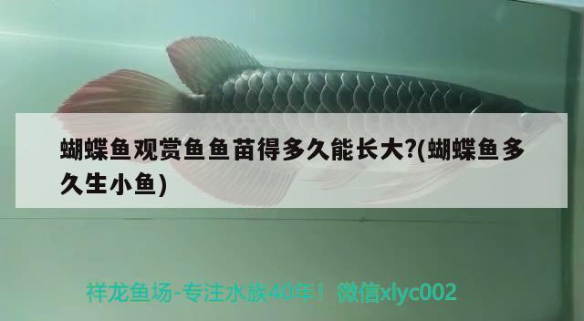 蝴蝶魚觀賞魚魚苗得多久能長(zhǎng)大?(蝴蝶魚多久生小魚)