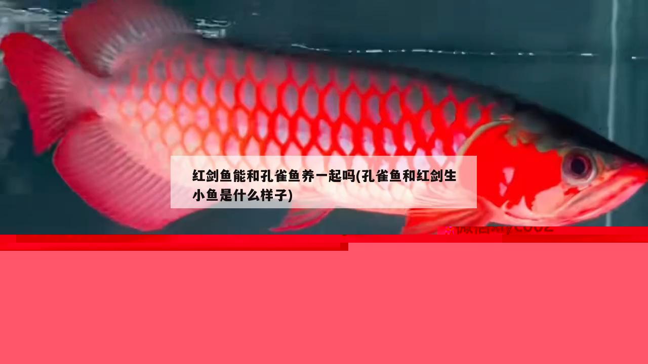 紅劍魚能和孔雀魚養(yǎng)一起嗎(孔雀魚和紅劍生小魚是什么樣子) 觀賞魚 第3張