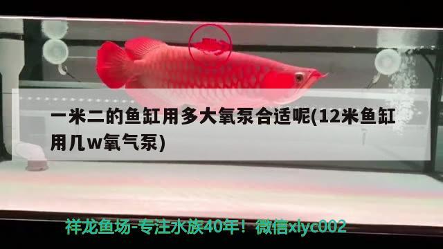 一米二的魚缸用多大氧泵合適呢(12米魚缸用幾w氧氣泵)