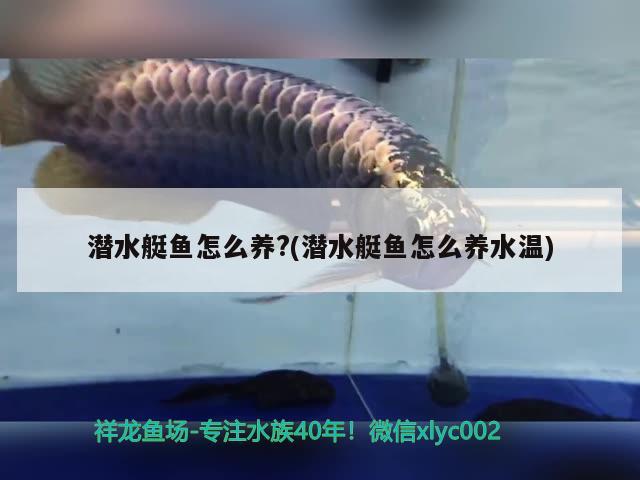 潛水艇魚怎么養(yǎng)?(潛水艇魚怎么養(yǎng)水溫) 潛水艇魚