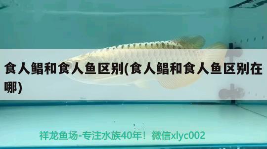 食人鯧和食人魚(yú)區(qū)別(食人鯧和食人魚(yú)區(qū)別在哪)