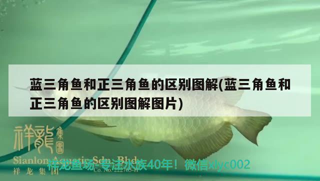 藍三角魚和正三角魚的區(qū)別圖解(藍三角魚和正三角魚的區(qū)別圖解圖片) 觀賞魚